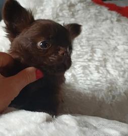 Chihuahua chocolate cuccioli Pedigree ENCI
