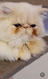 Gatto Persiano per accoppiamento