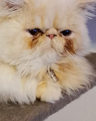 Gatto Persiano per accoppiamento