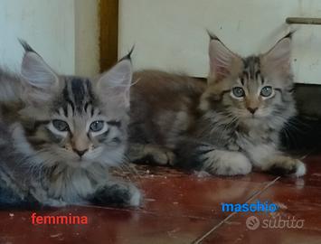 Maine Coon due mesi e mezzo