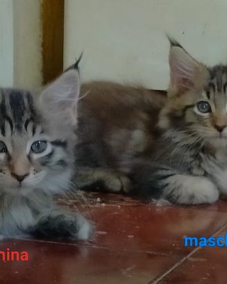 Maine Coon due mesi e mezzo