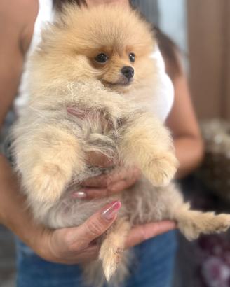 Spitz di pomerania con pedigree ENCI