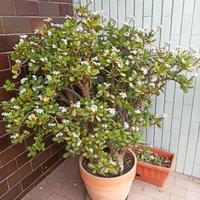 Crassula ovata (Pianta di Giada)