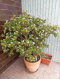 Crassula ovata (Pianta di Giada)