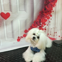 Maltese coreano disponibile per monta