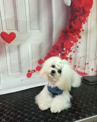 Maltese coreano disponibile per monta