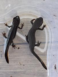 Cessione in blocco Axolotl e Tritoni