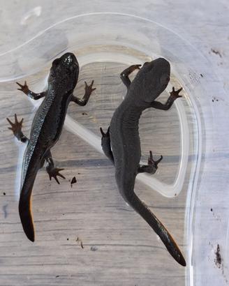 Cessione in blocco Axolotl e Tritoni