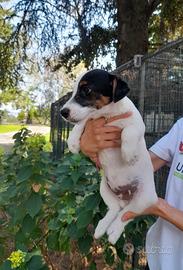 Cuccioli Jack Russell con Pedigree