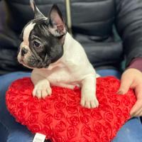 Bulldog Francese pedigree ENCI