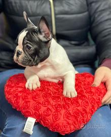 Bulldog Francese pedigree ENCI