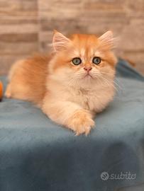 British longhair