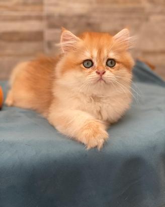 British longhair