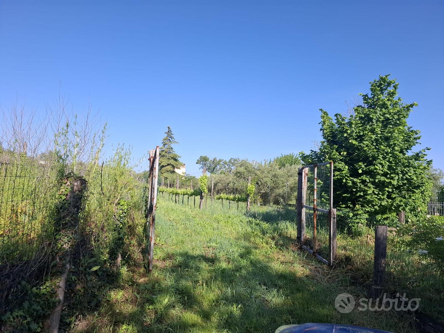 Terreno Agricolo con Vigneto e Uliveto - Altro