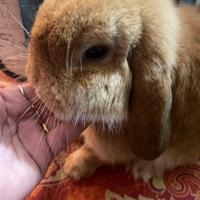 Coniglio minilop femmina