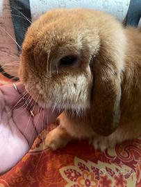 Coniglio minilop femmina