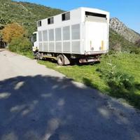 Cassa trasporto cavalli
