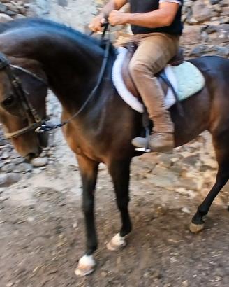 anglo araba linea corsa