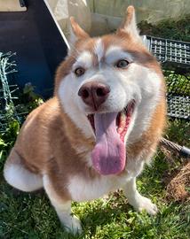 Siberian husky