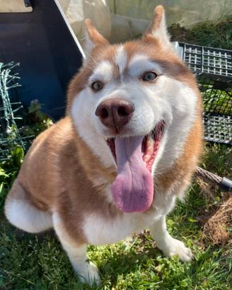 Siberian husky