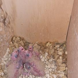 Piccoli di calopsiti