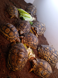 Tartarughe di terra Stigmochelys Pardalis