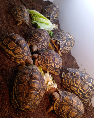 Tartarughe di terra Stigmochelys Pardalis