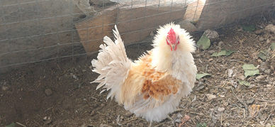 Cocincina nana riccia