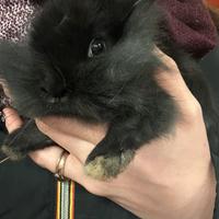 Conigli nani testa di leone