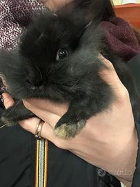 Conigli nani testa di leone