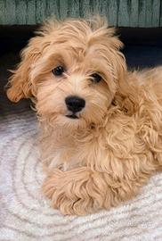 Maltipoo toy