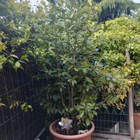 pianta d alloro commestibile