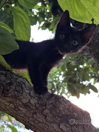 Gattini