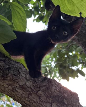 Gattini