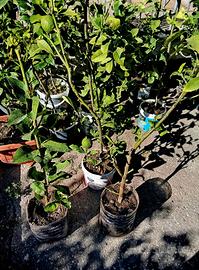 limoni