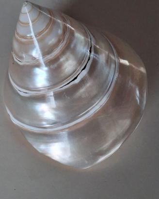 Conchiglia a spirale in madreperla