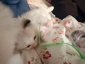 Cuccioli ragdoll con pedigree