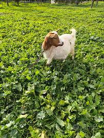 Coppia di caprette nane