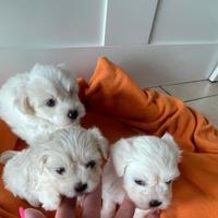 Maltese&maltesi