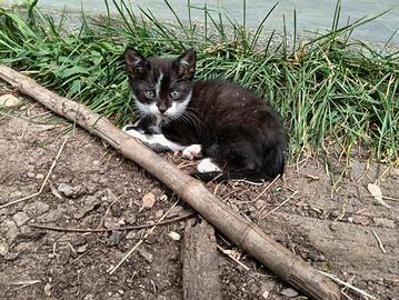 Gattini