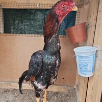 C. O. M. P. R. O. galli shamo e aseel in zona