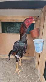 C. O. M. P. R. O. galli shamo e aseel in zona