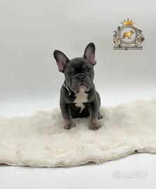 Maschietto bulldog francese total blu