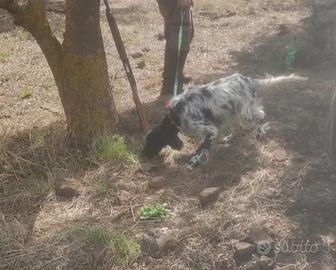 Cuccioli di setter inglese