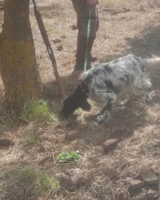 Cuccioli di setter inglese