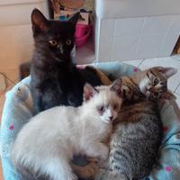 Gattini (incrocio bengala x certosino)