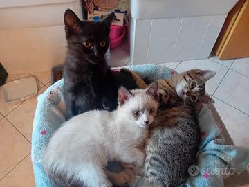 Gattini (incrocio bengala x certosino)