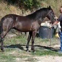 Puledro murgese 30 mesi