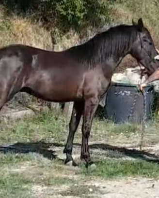 Puledro murgese 3 anni