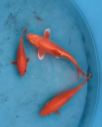 Carpe Koi laghet